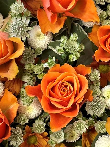 Orange Delight Roses Orange Delight Heart